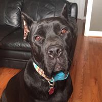 Double N Cane Corso Rescue & Sanctuary