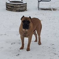 Charlotte’s Finest Cane Corso