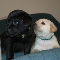 Peertree Acres Labradors