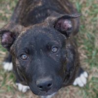 SCARS (Second Chance Animal Refuge Society)