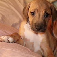 Willow Springs Rhodesian Ridgebacks