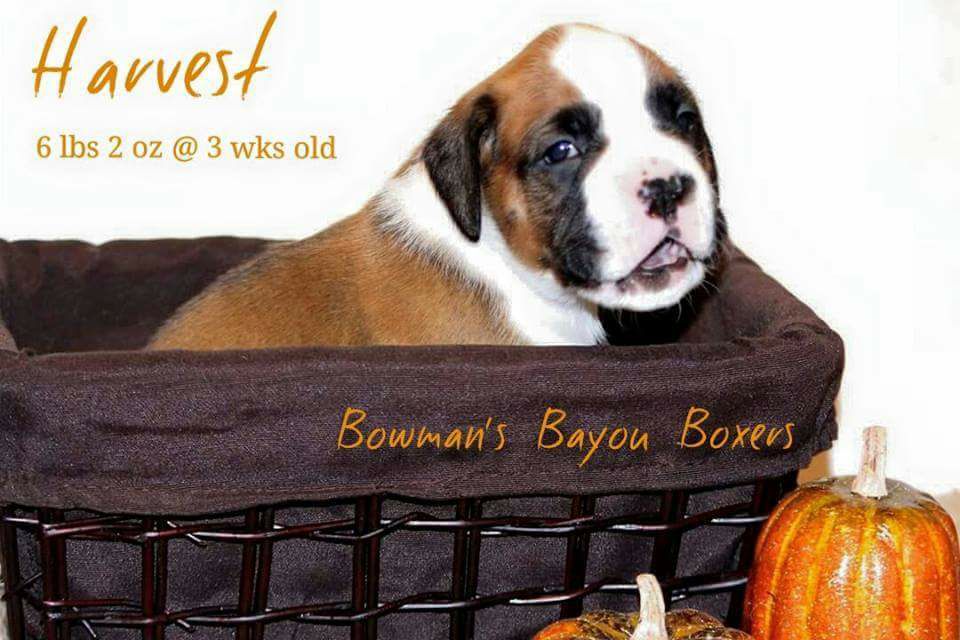 Bowman’s Bayou Boxers