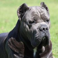 Brock’s Cane Corso