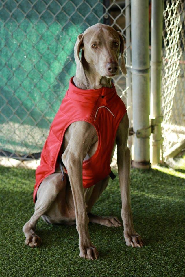 Doggie Daycare at Gunbarrel Vet Hospital