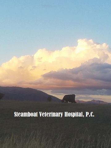 Steamboat Veterinary Hospital, P.C.