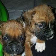 Reed Boxer Puppies