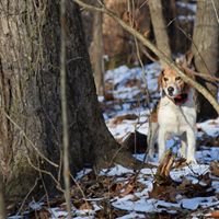 Chippewa Valley Kennels