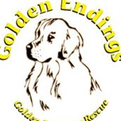 Golden Endings Golden Retriever Rescue