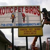 Exotic Pet Birds