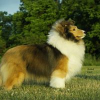 Randomcreek Shelties