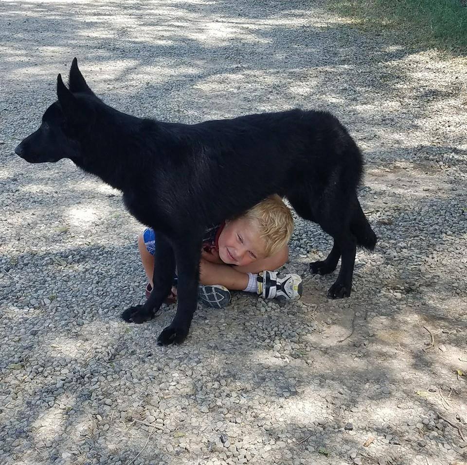 K9 Training and Boarding