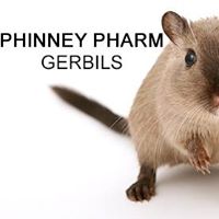 Phinney Pharm Gerbils