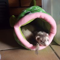 Ferret B&B