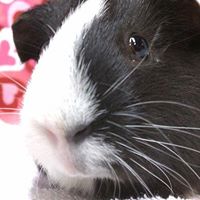 Cavy Care Inc