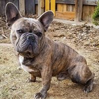 Blue Mountain French Bulldogs CO