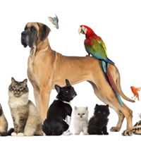 Family Pet Sitters llc