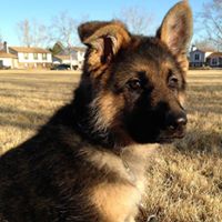 Colorado German Shepherds