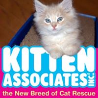 Kitten Associates