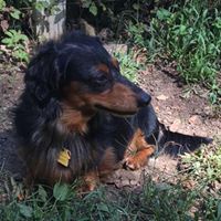 Connecticut Dachshund Rescue and Pet Services