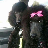 Doggie Styling Salon