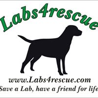 Labs4Rescue