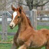 Crossen Arabians and Warmbloods