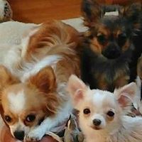 Trish’s tiny chihuahuas