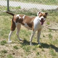 New Britain Police for Pups