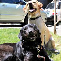 Perfect Partnerships Dog Training