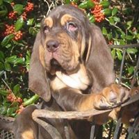 Teoc Bloodhounds