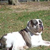 COX”Kennels Registered American Bulldogs