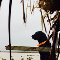 Blackman lake lodge and kennels