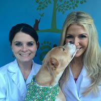 Pampered Paws Animal Hospital