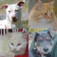 Horn Lake Animal Shelter