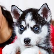 Husky puppy for sale