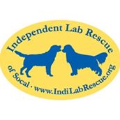 Independent Labrador Retriever Rescue of Socal