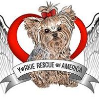 Yorkie Rescue of America