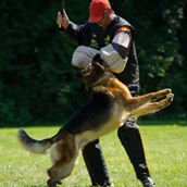 K9 Estate Security Personal protection dogs