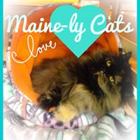 Maine-ly Cats