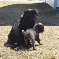 Rainbow PUGS