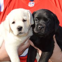 Marshy Hope Labradors, Reg.