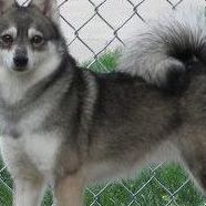 Howlin’ Wins Alaskan Klee Kai