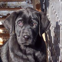 Thunder Labradors