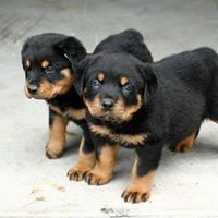 Schomberg Rottweilers