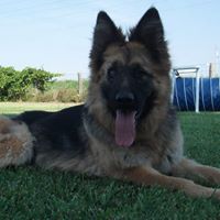 Wisconsin German Shepherd Rescue