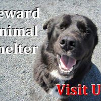 Seward Animal Shelter