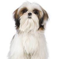 New Beginnings Shih Tzu Rescue