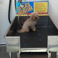 University City Self Serve Dog Wash