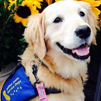 Golden State Service Dogs