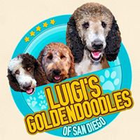 Luigi’s Goldendoodles